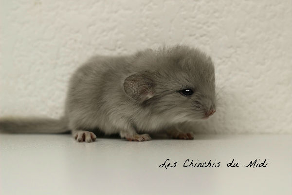 Chinchilla mâle Violet/Tan né à l`élevage Les Chinchis du Midi
