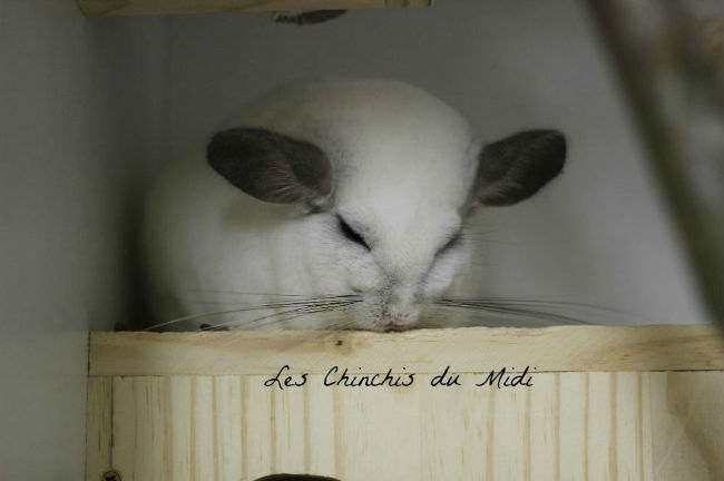 chinchilla femelle White VC élevage Les Chinchis du Midi